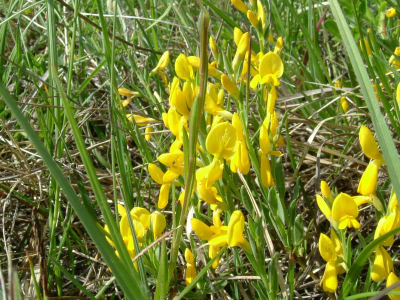 Genista tinctoria e Genista pilosa